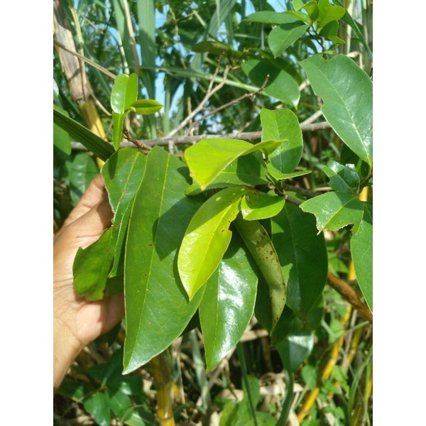 

daun sirsak