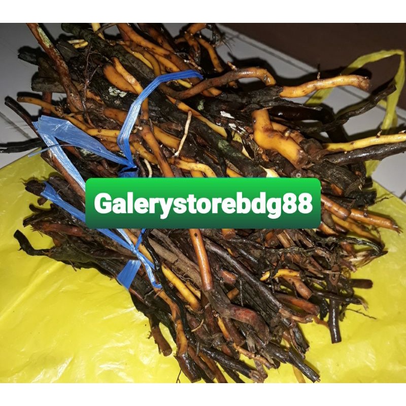 

Akar aren segar akar pohon aren 1 kg-az