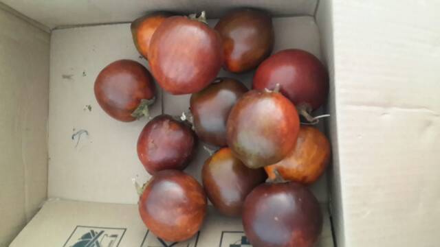 

Terong asam madu Kalimantan 1 kg