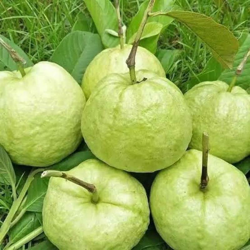 

Buah Jambu Kristal Super dan Manis isi 1Kg