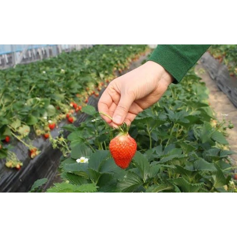 Benih Biji Strawberry Korea Seolhyang (Manis)