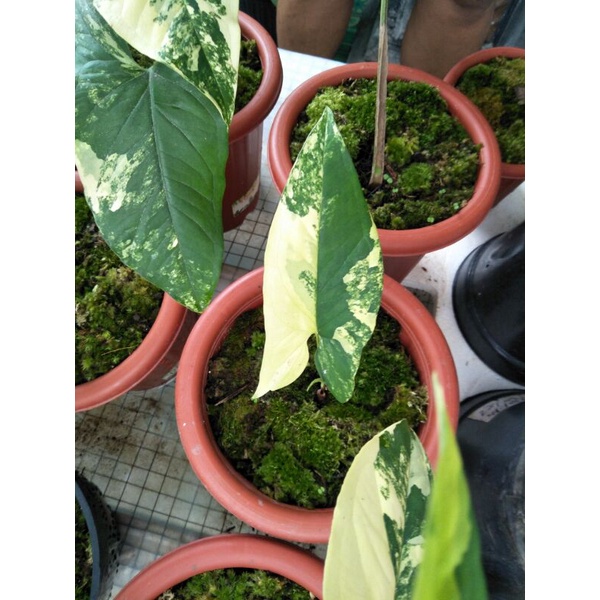 Syngonium Yellow Varigata