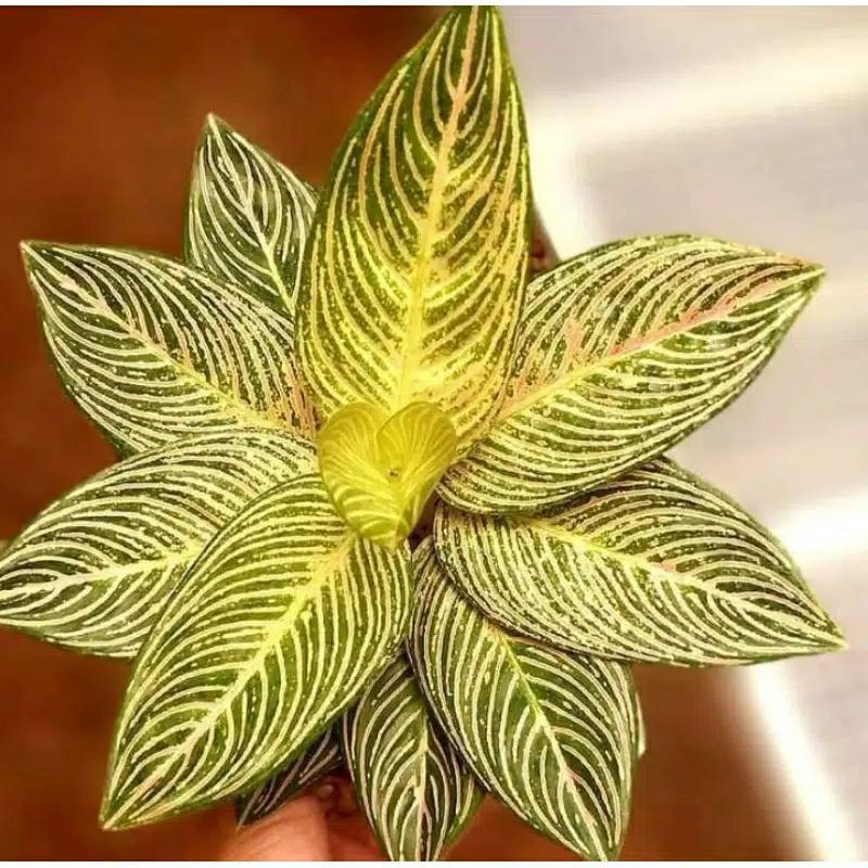 real bongol Aglonema Golden hope asli