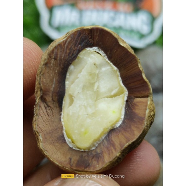 MUNCANG ADU YANTI SI MENYEM RAJA BATOK