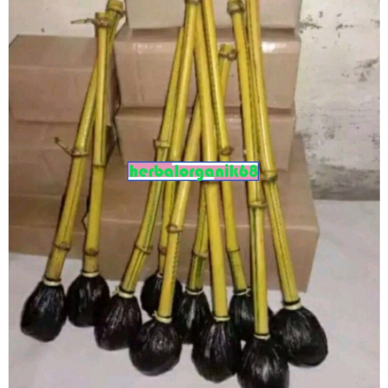 bibit bambu kuning super