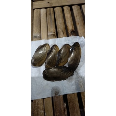 Kijing,kerang air tawar, 1kg