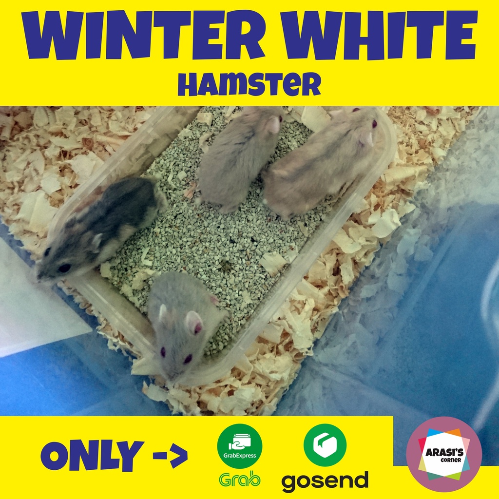 Hamster Winter WhiteSemarang
