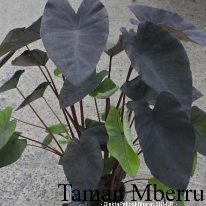 Bibit Tanaman Keladi Hitam#Talas Hitam#Sente/hitam-sente Bunga & Tanaman