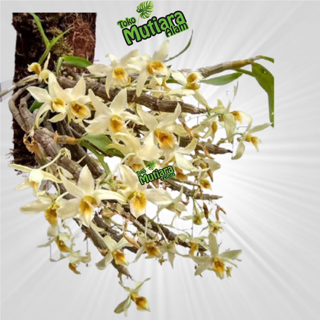 anggrek dendrobium heterocarpum mutiara alam