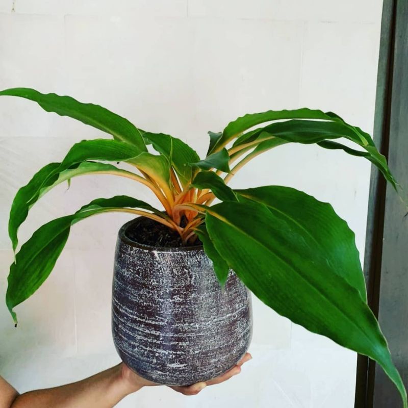 TANAMAN HIAS AGLONEMA WALISONTA / AGLONEMA ORANGE / KENCUR KUNING