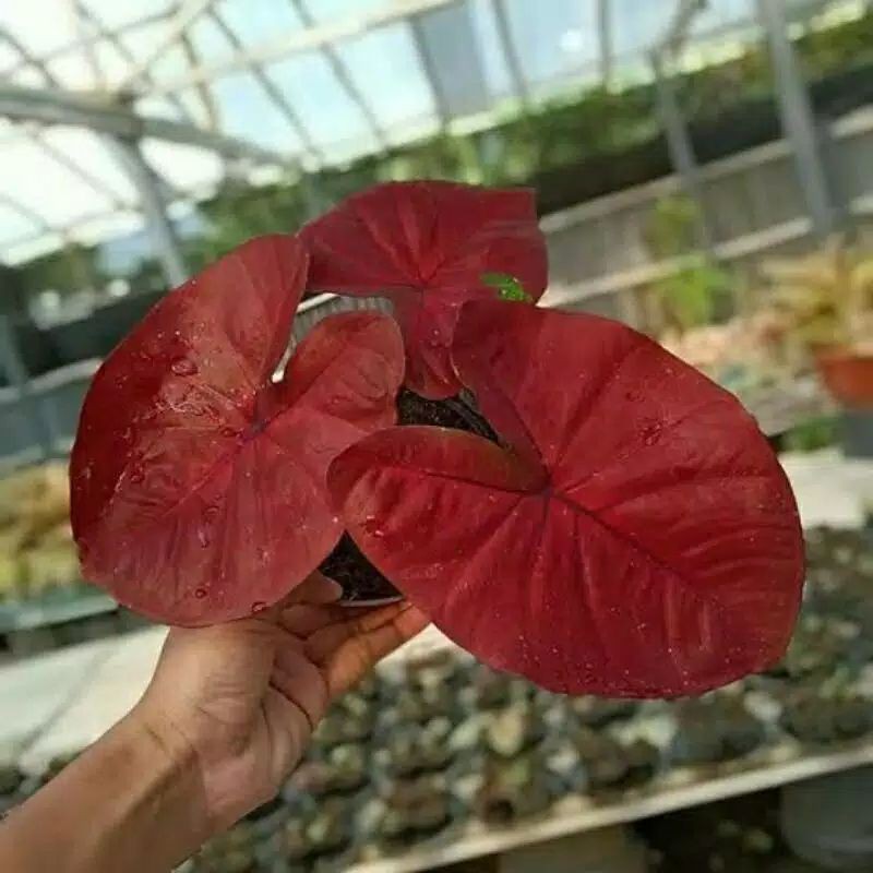 KELADI RED DRAGON (bonggol)