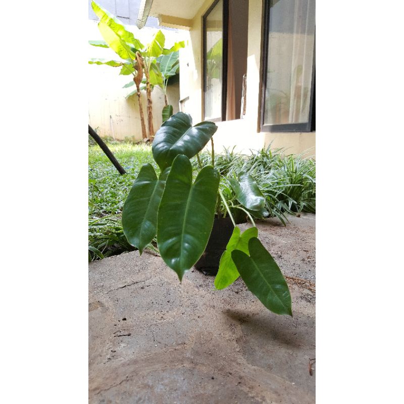 tanaman philo brekele philodendron burle marx