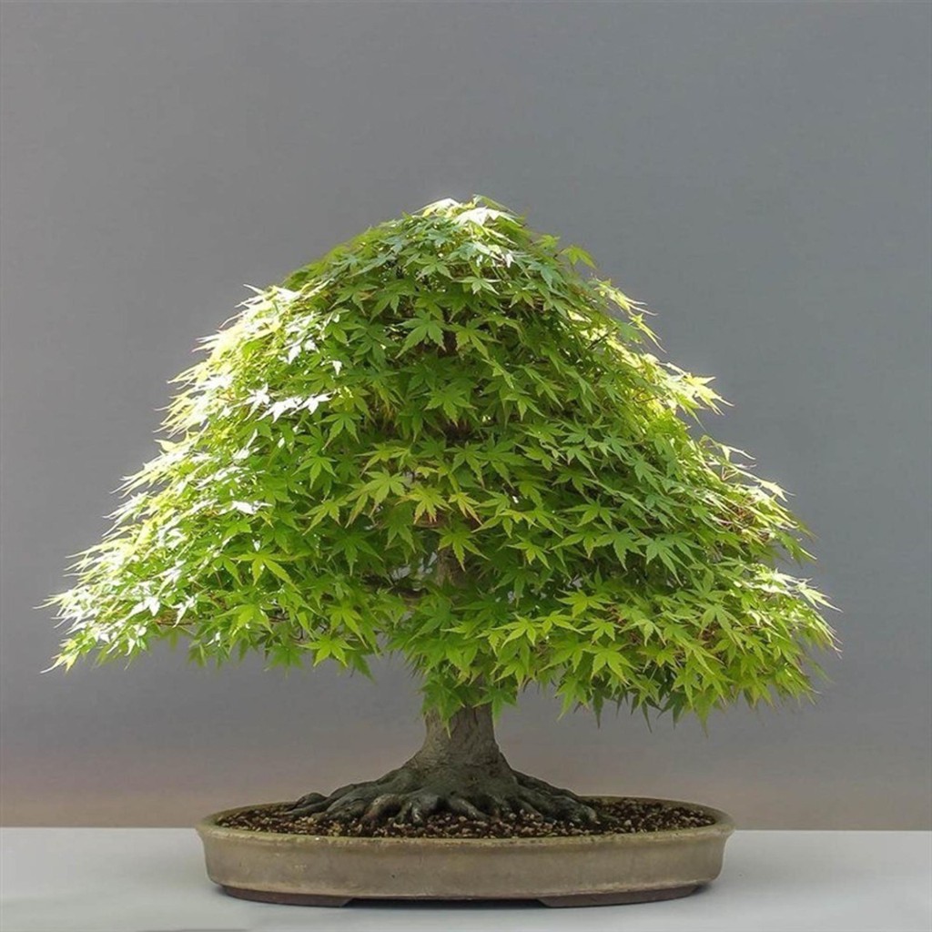 Bibit Benih Biji Pohon Bonsai Maple Green - Bibit Bonsai Maple Hijau - Pohon Bonsai Maple - COD