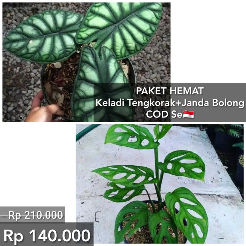 Tanaman alokasia jacklyn