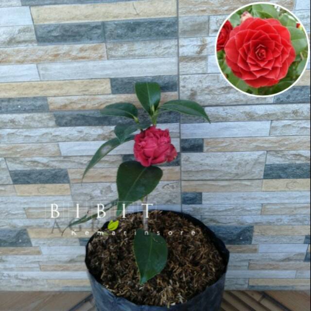 Bibit Tanaman Hias Bunga Camelia Merah/Bunga Camelia Merah Siap Berbunga/Bunga Kamelia Merah