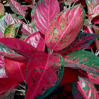 Tanaman Hias Aglonema  Red  Venus  Shopee Indonesia Tanaman Hias Aglonema  Red  Venus  Shopee Indonesia