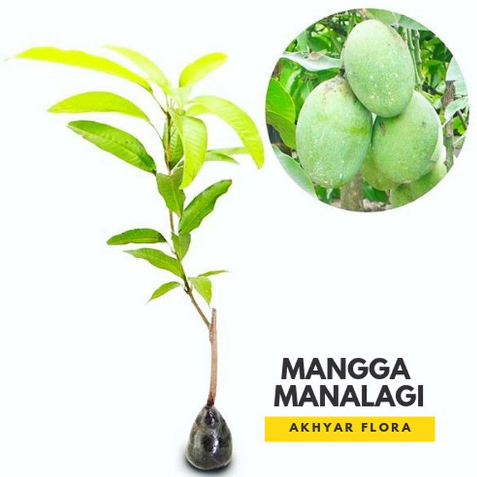 P4G Bibit Mangga Manalagi Pohon Mangga Manalagi Bibit Buah Mangga Manalagi -_-