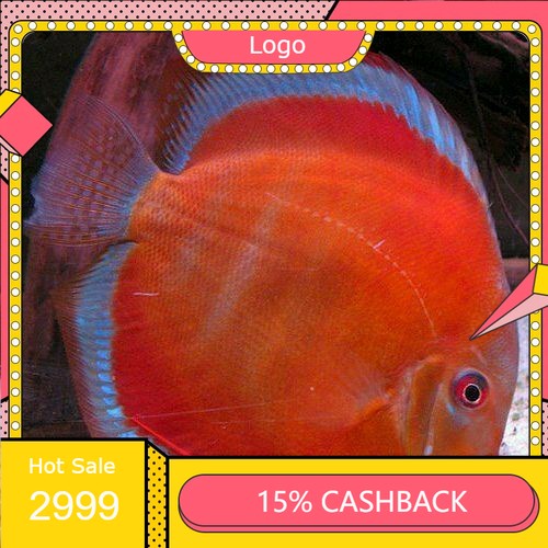 discus sun merah 1 inch.