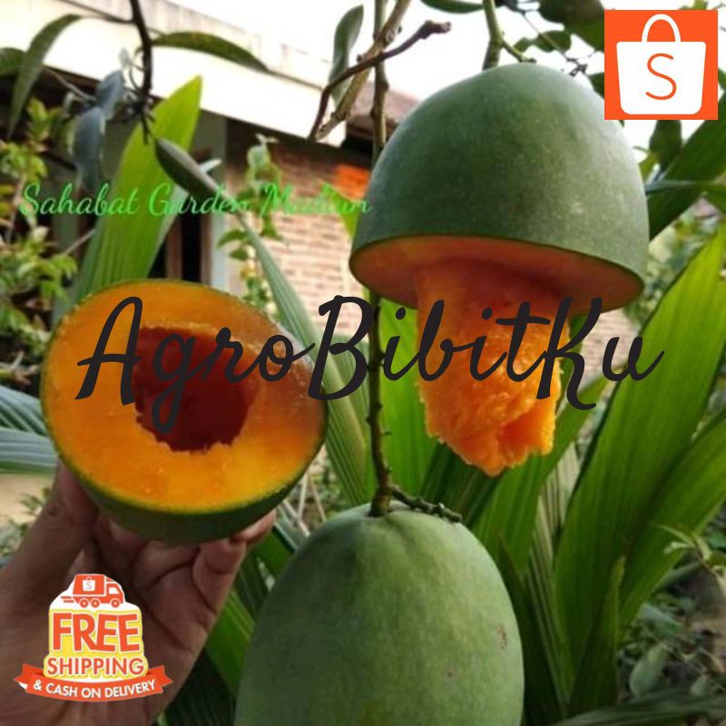 bibit mangga alpukat super unggulan | Shopee Indonesia