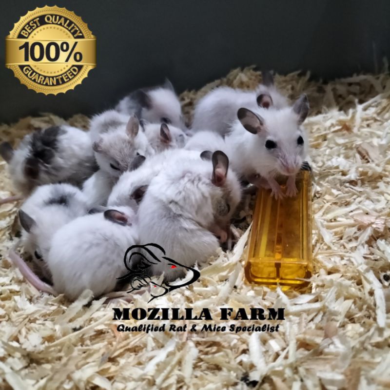 Tikus Putih ASF Rat / African Soft Fur Rat Size Small ( 21-30 Gr )