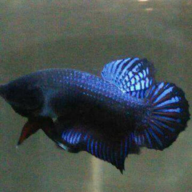 Gambar Ikan  Cupang Warna  Biru  Blacki Gambar