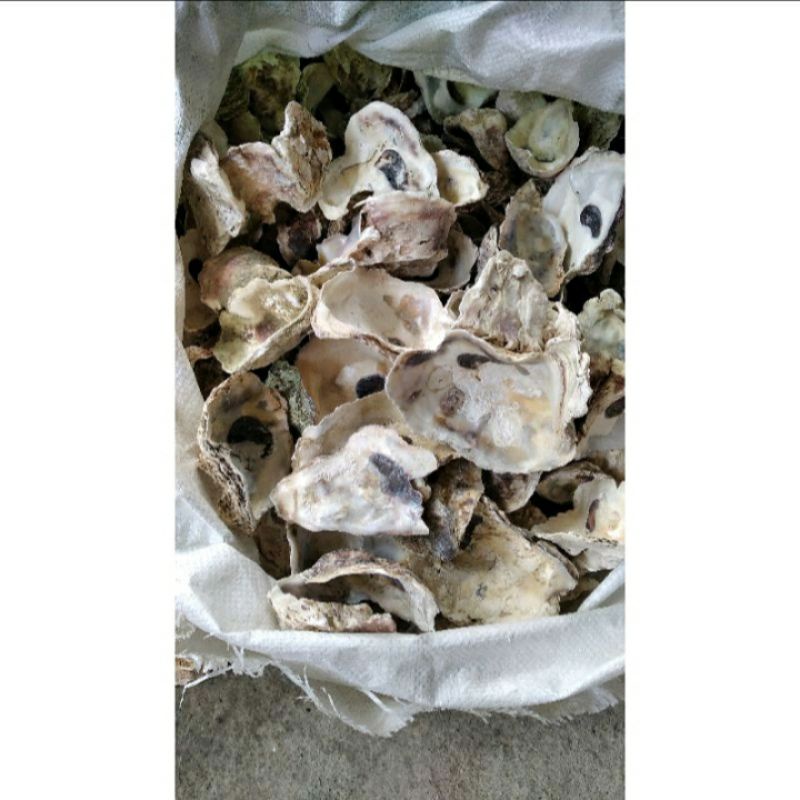 Kulit Kerang Tiram / Cangkang Oyster