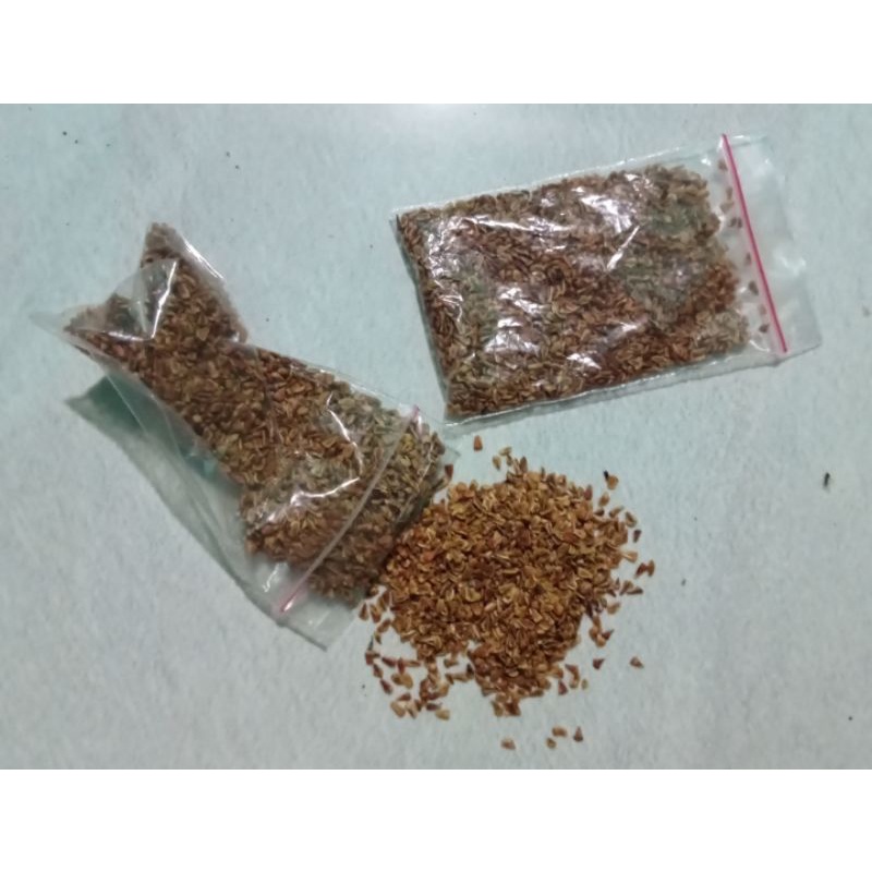 20 biji santigi mawar super