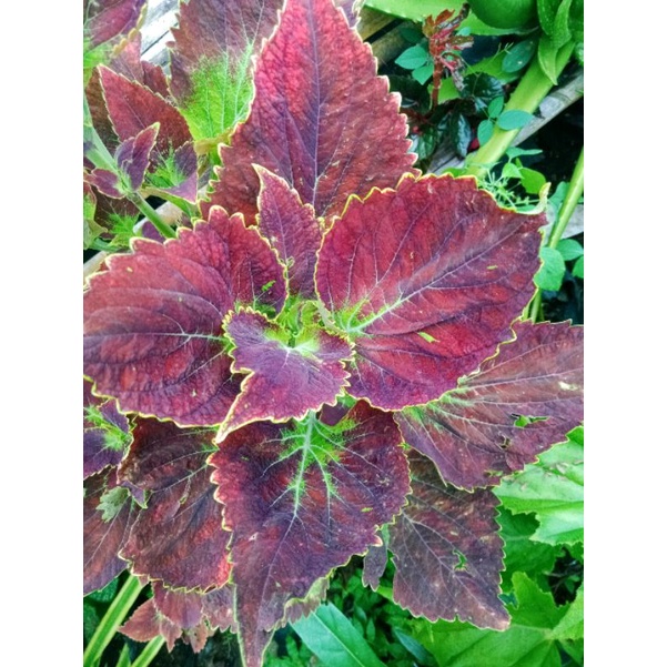 bunga hidup miana premium