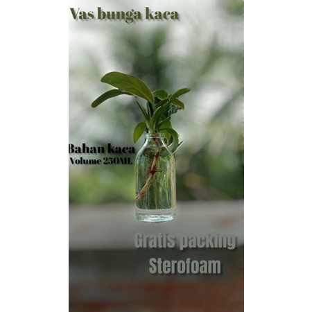 Vas kaca bening Vas bunga hidup Vas botol kaca 250ML