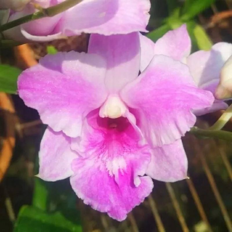 anggrek dendrobium King dragon spike