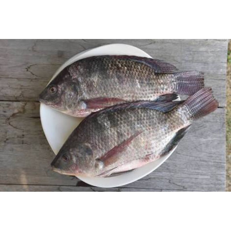 ikan Mujair Mujaer kecil 500 gram hasil laut Sayur Praktis Bandung