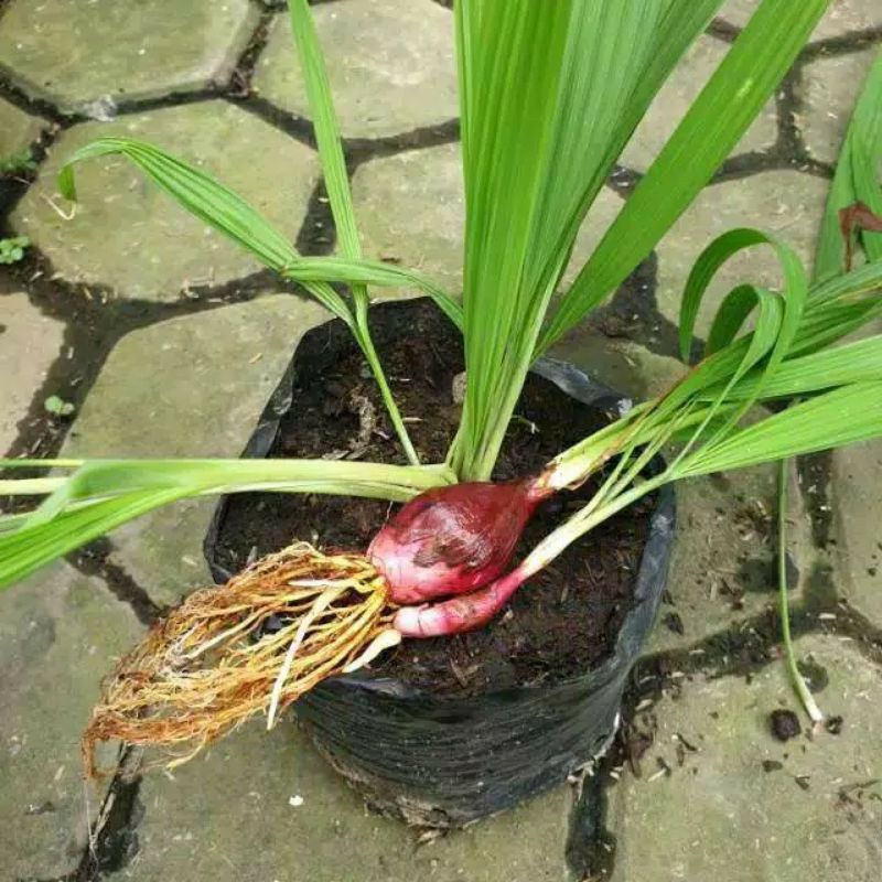 bibit bawang dayak obat herbal