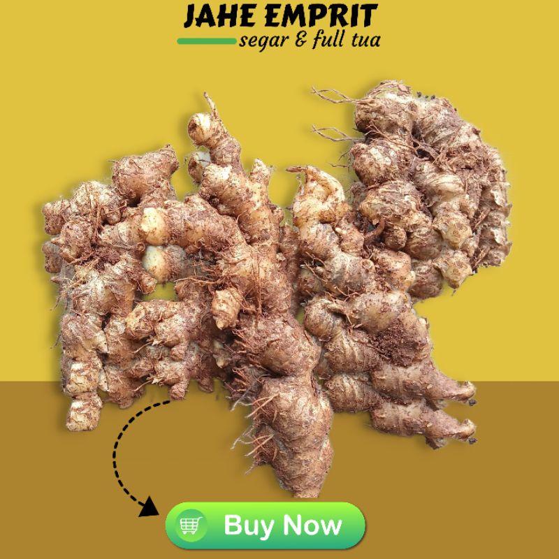 

JAHE EMPRIT SEGAR TUA 1 KG