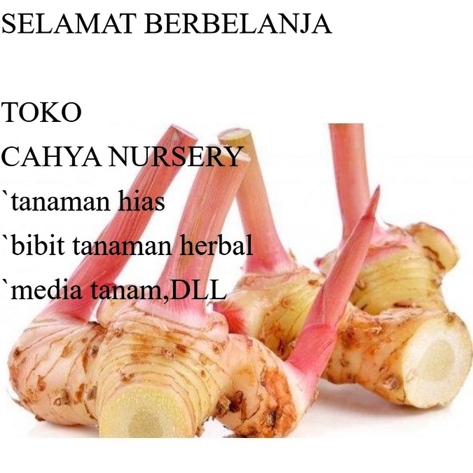 

PROMO Umbi lengkuas basah 500gram laja gowah jahe alas hutan segar