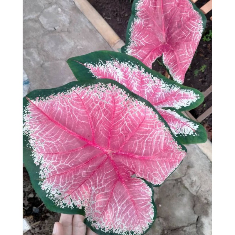 TANAMAN HIAS KELADI JANTUNG HATI/CALADIUM ACE OF HEART