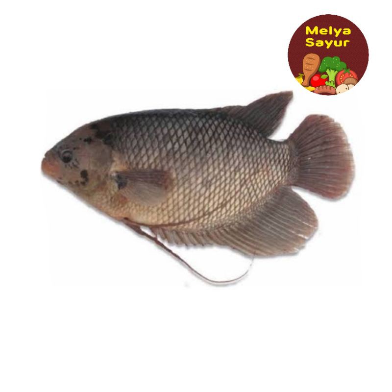 

ikan segar - Ikan gurame 500 gram melyasayur