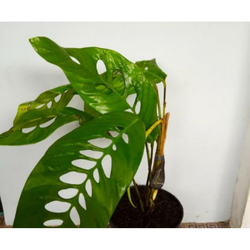 Duda Bolong Tanaman Hias, Duda Bolong Anakan, Raphidopora Megasperma, Bonggol Duda Bolong