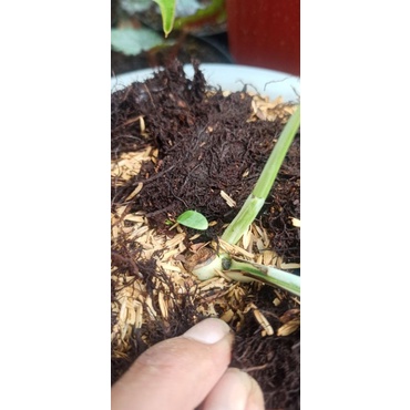 monstera white tiger