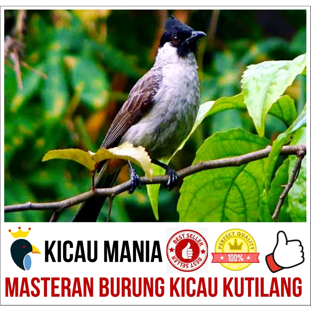 Masteran Burung Kutilang Gacor