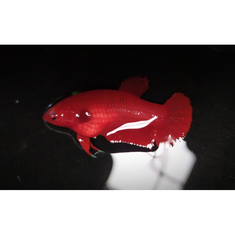 cupang female super red grade (90%clean irid)