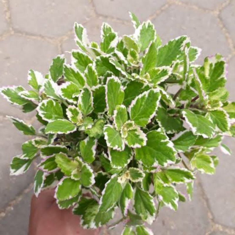 tanaman hias miana putih varigata