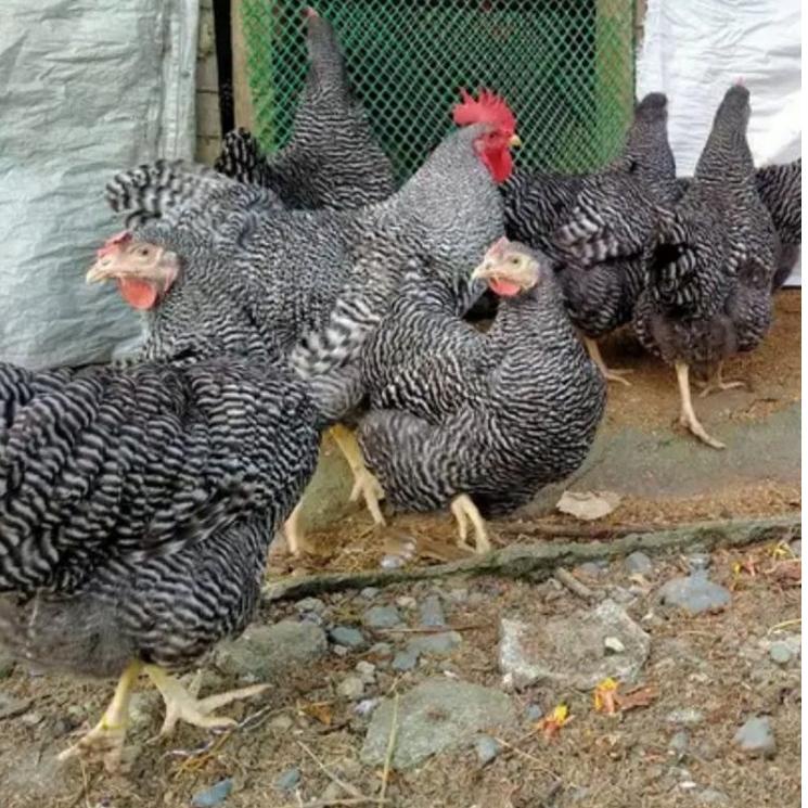 

⇻ Telur ayam Barred Rock / Plymouth Rock ory impor. Telur Fertil Untuk di tetaskan ㊓