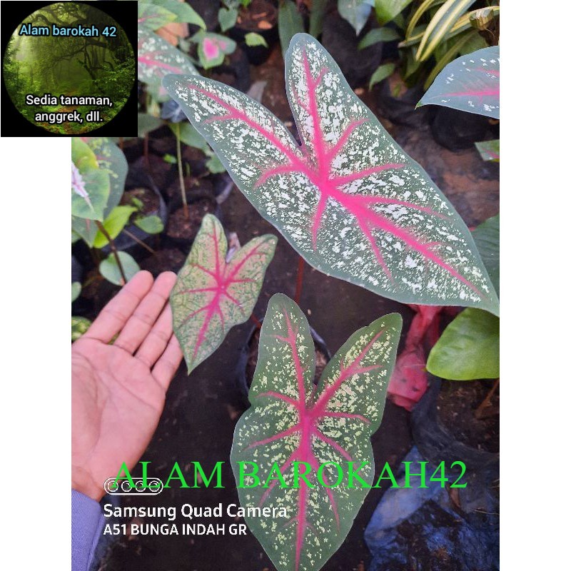 keladi ace , red bone