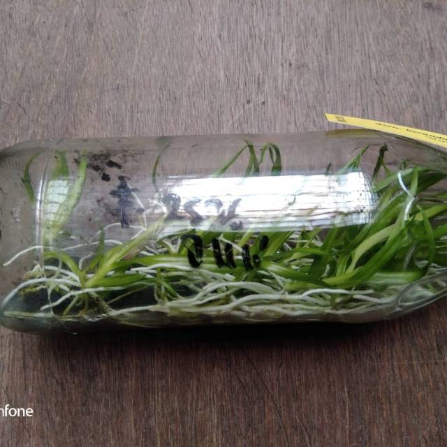 Bibit botol spesies (lineale, spesiosum, amboinesis, conanthum, gigantea)