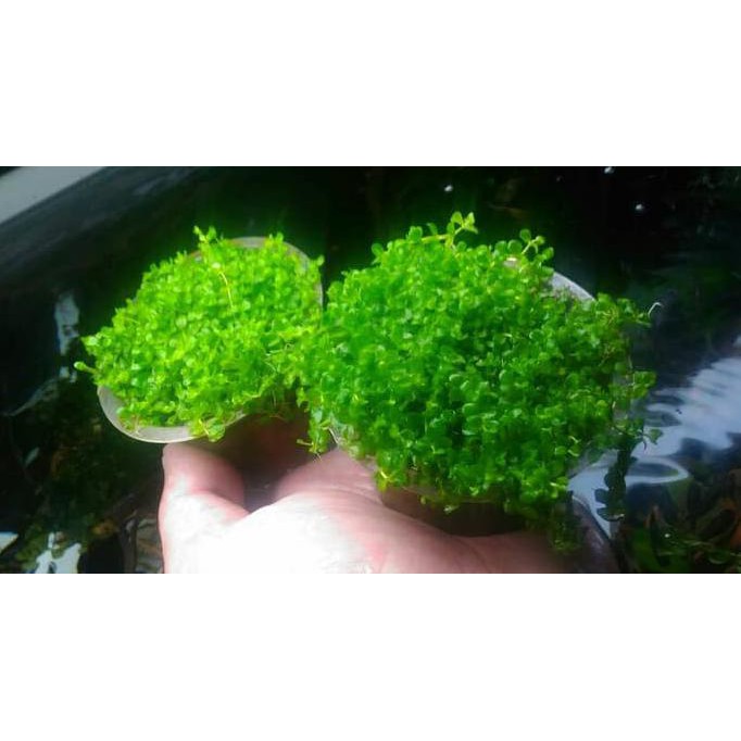 Sale Tanaman Aquascape Micranthemum Sp Montecarlo Di Cup Shopee