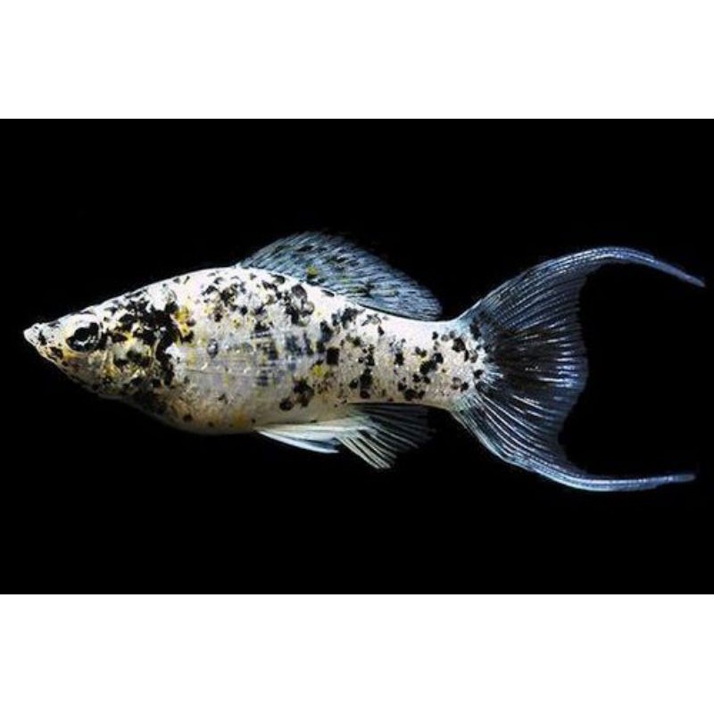 

ikan marble