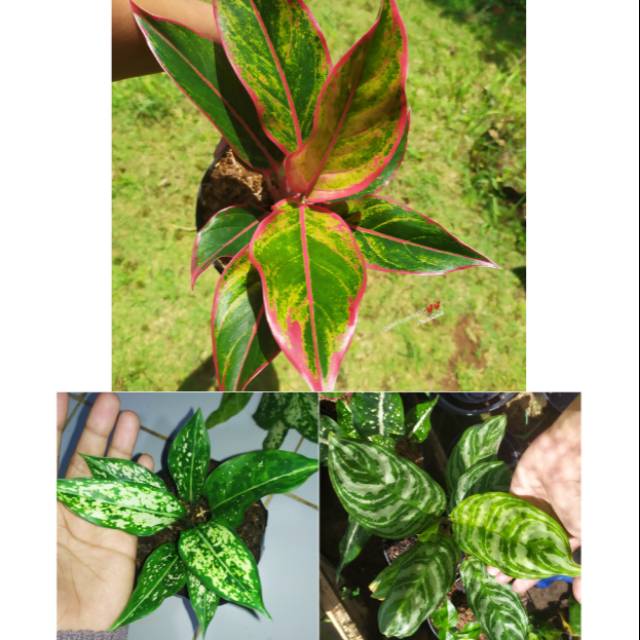 tanaman hias paketan aglonema lipstik merah + snowhite + zebra