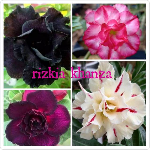 Paket bibit bunga kamboja treple 4 jenis