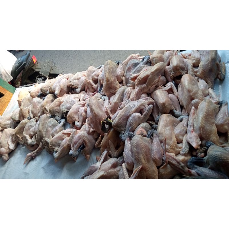 

ayam kampung Fresh ukuran 600 gr - 700 gr.