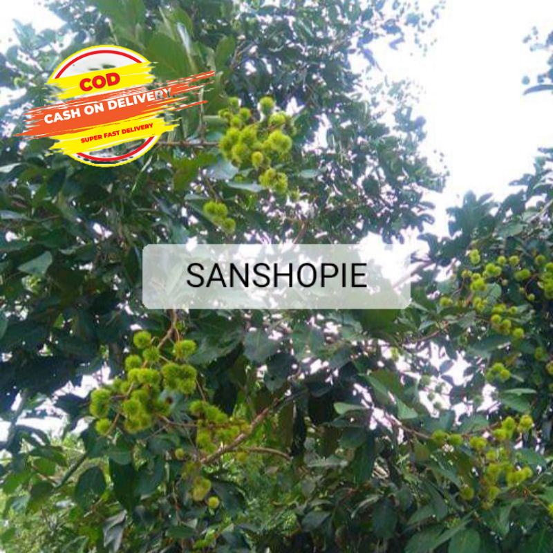 

Daun rambutan segar petik langsung 1 kg